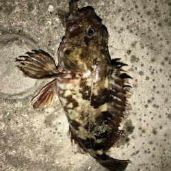 ガシラ  25cm‼︎