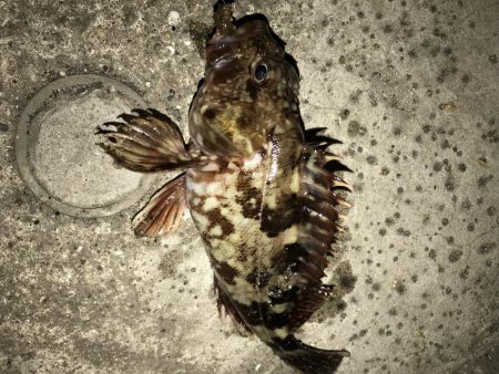 ガシラ  25cm‼︎