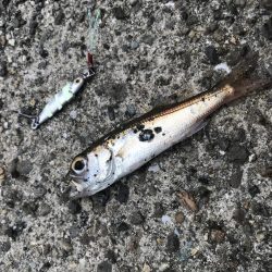 ダイソージグで4目達成