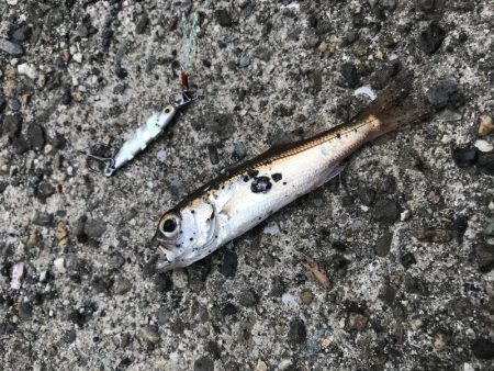 ダイソージグで4目達成