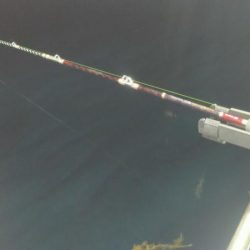 シロイカ上向き