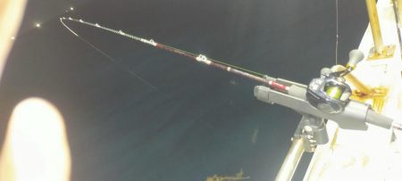 シロイカ上向き