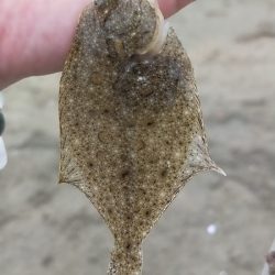 シロギス釣り 今年初の由良川河口左岸