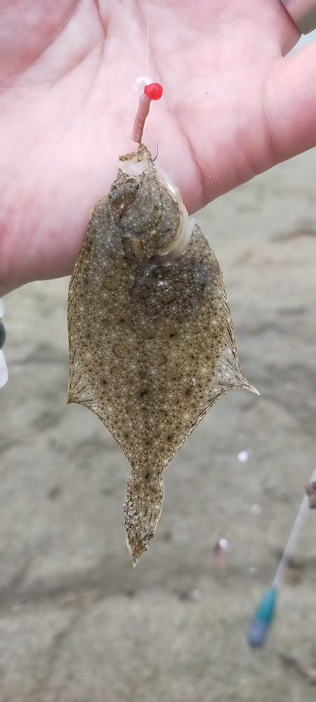 シロギス釣り 今年初の由良川河口左岸