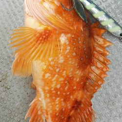 ネギング10目釣り