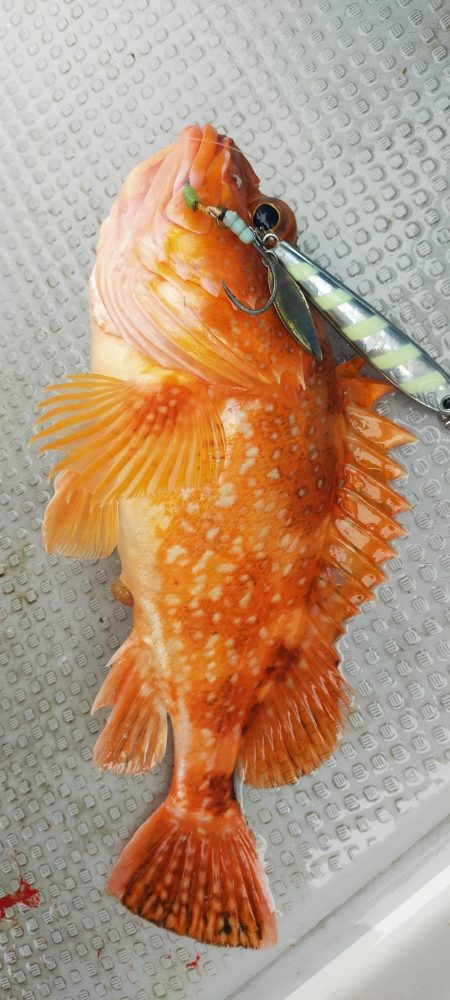 ネギング10目釣り