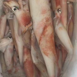 シロイカ上向き　大剣ゲット