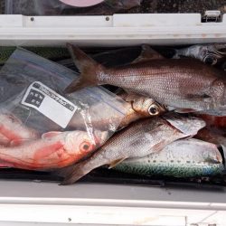 康仁丸・ジギング釣り果