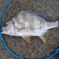 釣りデビュー 164日目