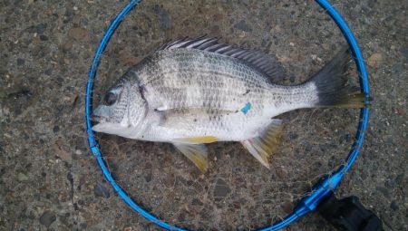 釣りデビュー 164日目