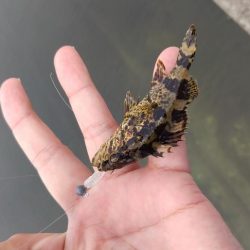 タケノコメバル