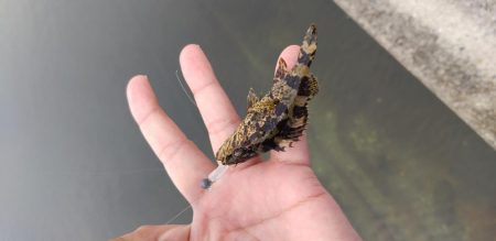 タケノコメバル