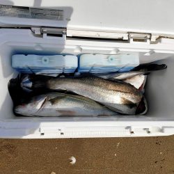 今日も漁船パターンw