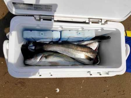 今日も漁船パターンw