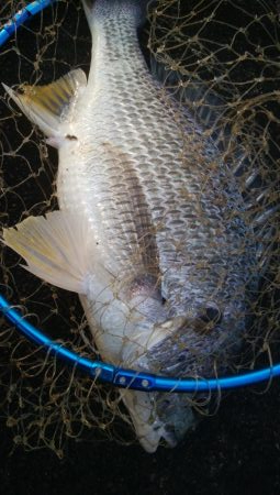 釣りデビュー 168日目❤