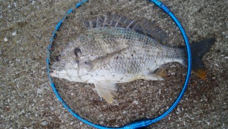 『釣りデビュー❤』172日目…