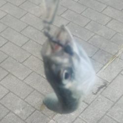 タコ1、ガシラ2、サバ2