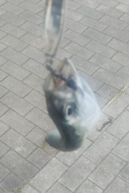 タコ1、ガシラ2、サバ2