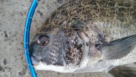 『釣りデビュー❤』173日目✨