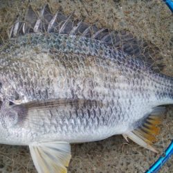 『釣りデビュー❤』175日目✨