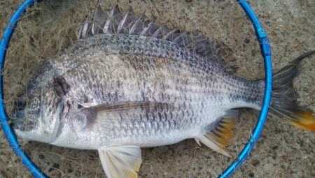 『釣りデビュー❤』175日目✨