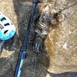 久し振りにアオリイカ一杯・・