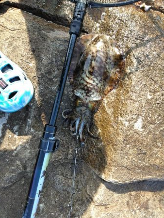 久し振りにアオリイカ一杯・・