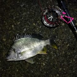 2021/06/20 南港ヘチ釣り