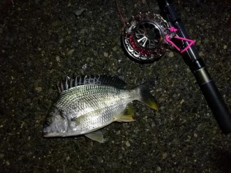 2021/06/20 南港ヘチ釣り