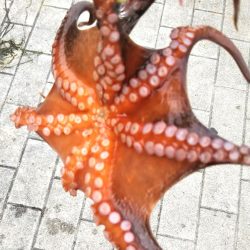 チヌ(52cm)×1、タコ×1