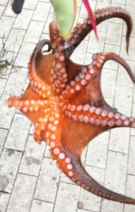 チヌ(52cm)×1、タコ×1