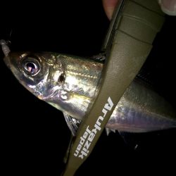 豆サバをまじめにルアーで狙ってみる