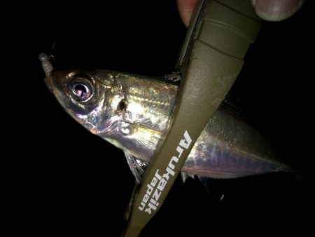 豆サバをまじめにルアーで狙ってみる