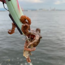 １２杯だけど、めちゃくちゃ渋い　