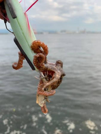 １２杯だけど、めちゃくちゃ渋い　