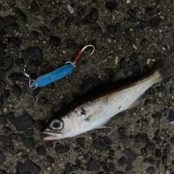 A.P.Pフィッシングガイドサービス　アジとﾊﾀﾝﾎﾟの群れに出会う