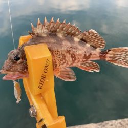 A.P.Pフィッシングガイドサービス マイクロショアジギで魚をチェック!