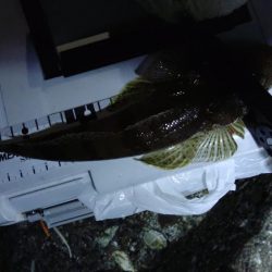 (尺アジ)フロートゲーム