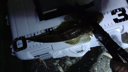 (尺アジ)フロートゲーム