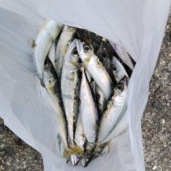 ショアジギング連敗更新中