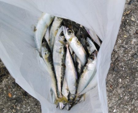 ショアジギング連敗更新中