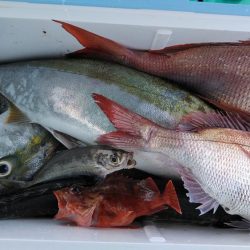 泉州丸 釣果