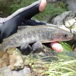 増水が吉と出て