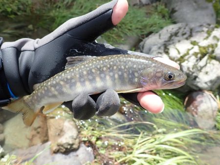 増水が吉と出て