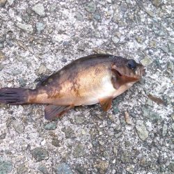 小サバ入れ食い