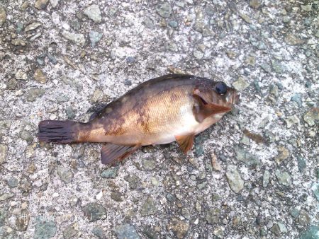 小サバ入れ食い