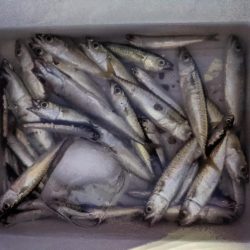 初めての海辺つり公園！