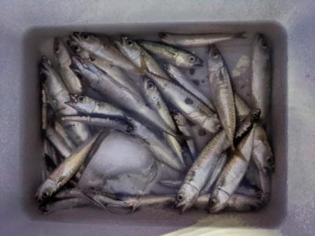 初めての海辺つり公園！