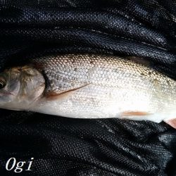 引原川本流で良型アマゴゲット！