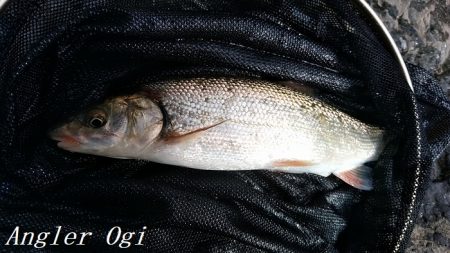 引原川本流で良型アマゴゲット！